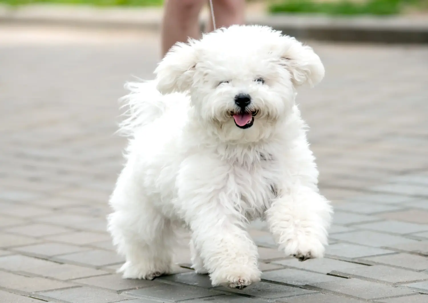At købe en Bichon Frisé-hvalp betyder at tage ansvar! Køb Bichon Frisé-hvalpe.