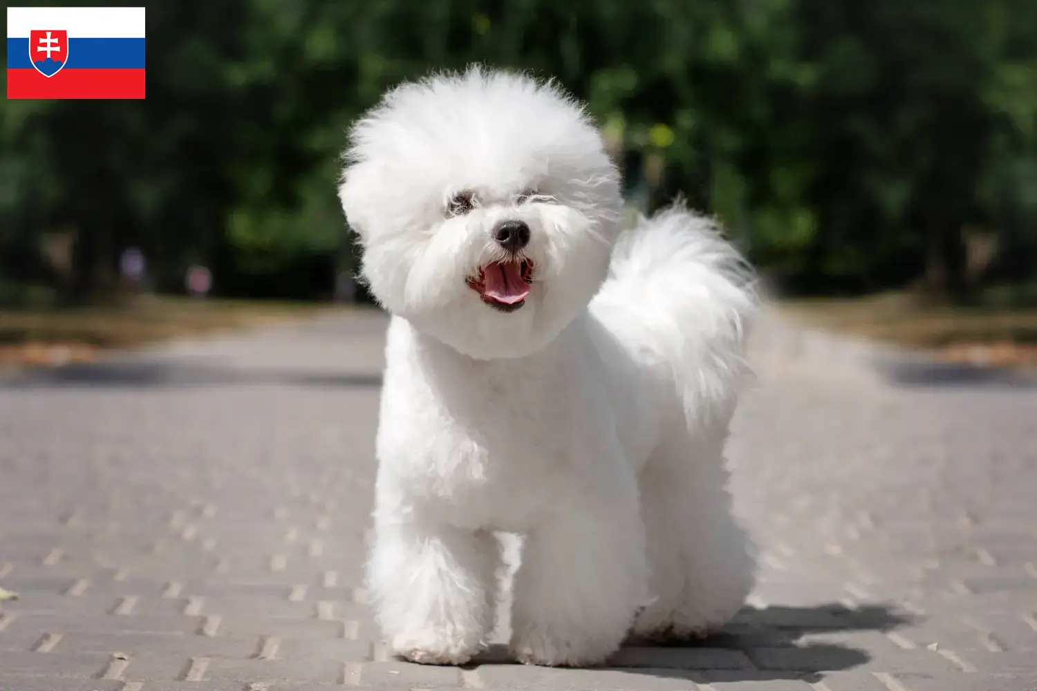 Bichon Frisé hvalpe og opdrættere Slovakiet Find Bichon Frisé opdrættere i Slovakiet.