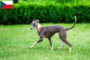 Read more about the article Italienske vindspilopdrættere og hvalpe i Tjekkiet