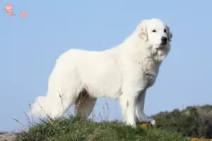 Read more about the article Pyrenæerhundeopdrætter og hvalpe i Hovedstaden