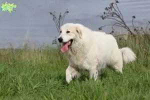 Read more about the article Pyrenæerhundeopdrættere og hvalpe i Midtjylland