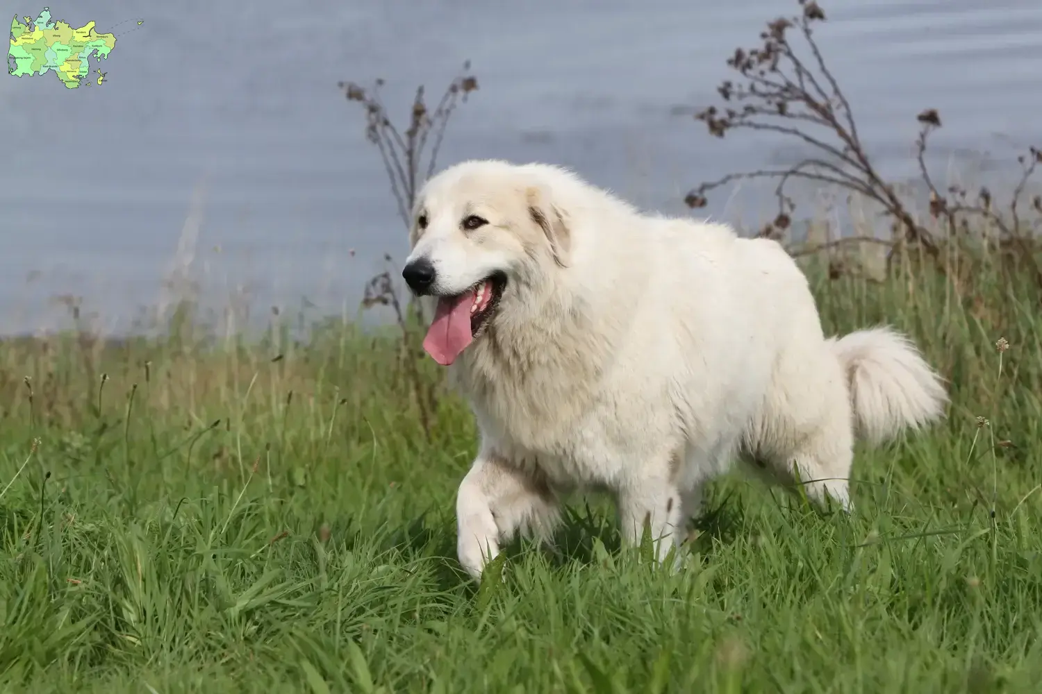 Pyrenæerhundehvalpe og opdrættere Midtjylland Find opdrættere af pyrenæerhunde i Midtjylland.