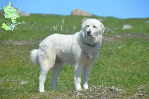 Read more about the article Pyrenæerhundeopdrættere og hvalpe på Sjælland