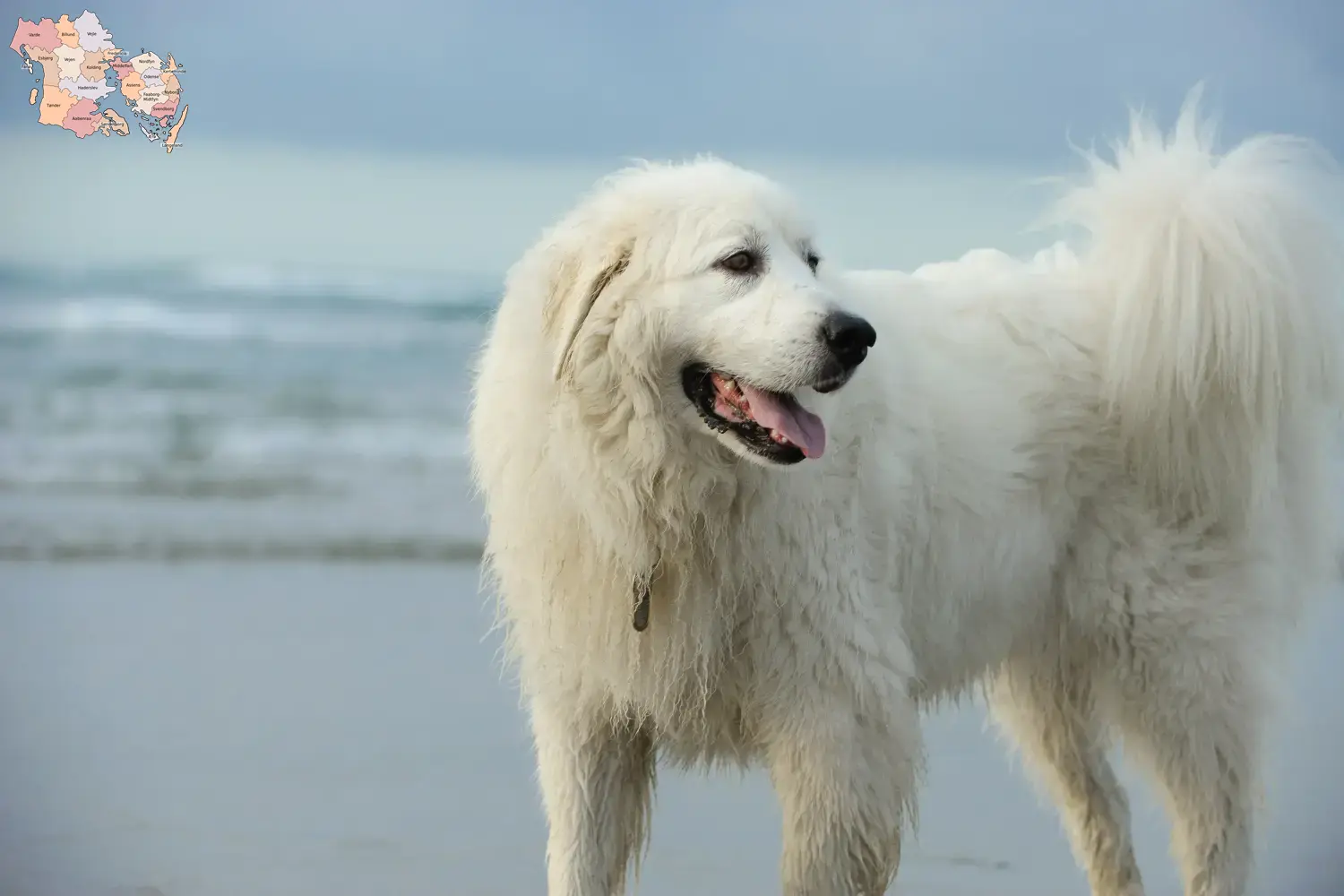 Pyrenæerhundehvalpe og opdrættere Syddanmark Find opdrættere af pyrenæerhunde i Syddanmark.
