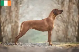 Read more about the article Rhodesian Ridgeback opdrættere og hvalpe i Irland