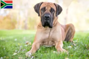 Read more about the article Boerboel-opdrættere og hvalpe i Sydafrika